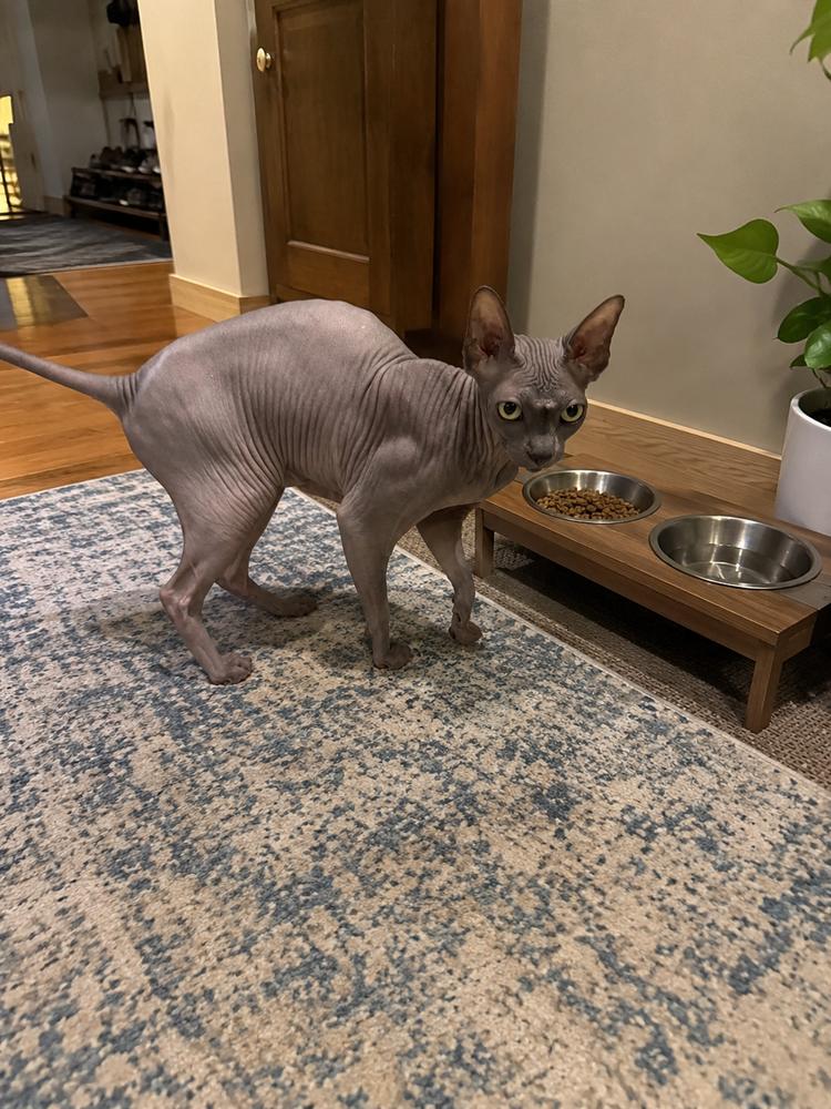Mr. Bigglesworth, a Adoptable Sphynx / Hairless Cat in Oakland, MI image 2/3