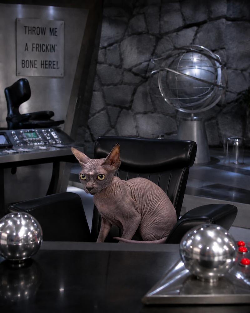 Mr. Bigglesworth, a Adoptable Sphynx / Hairless Cat in Oakland, MI image 3/3