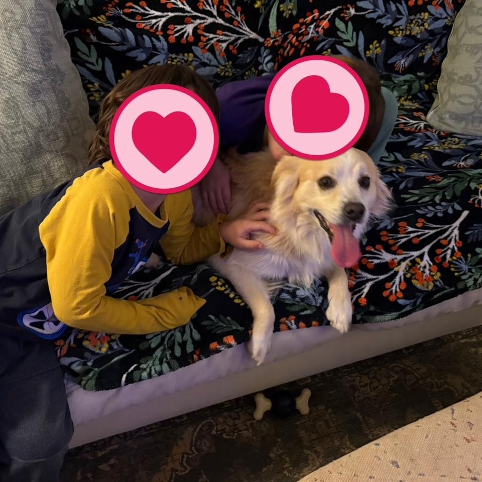 Enlarge Simba Snowball , a ADOPTABLE mixed breed in Richmond, VA image 2/6