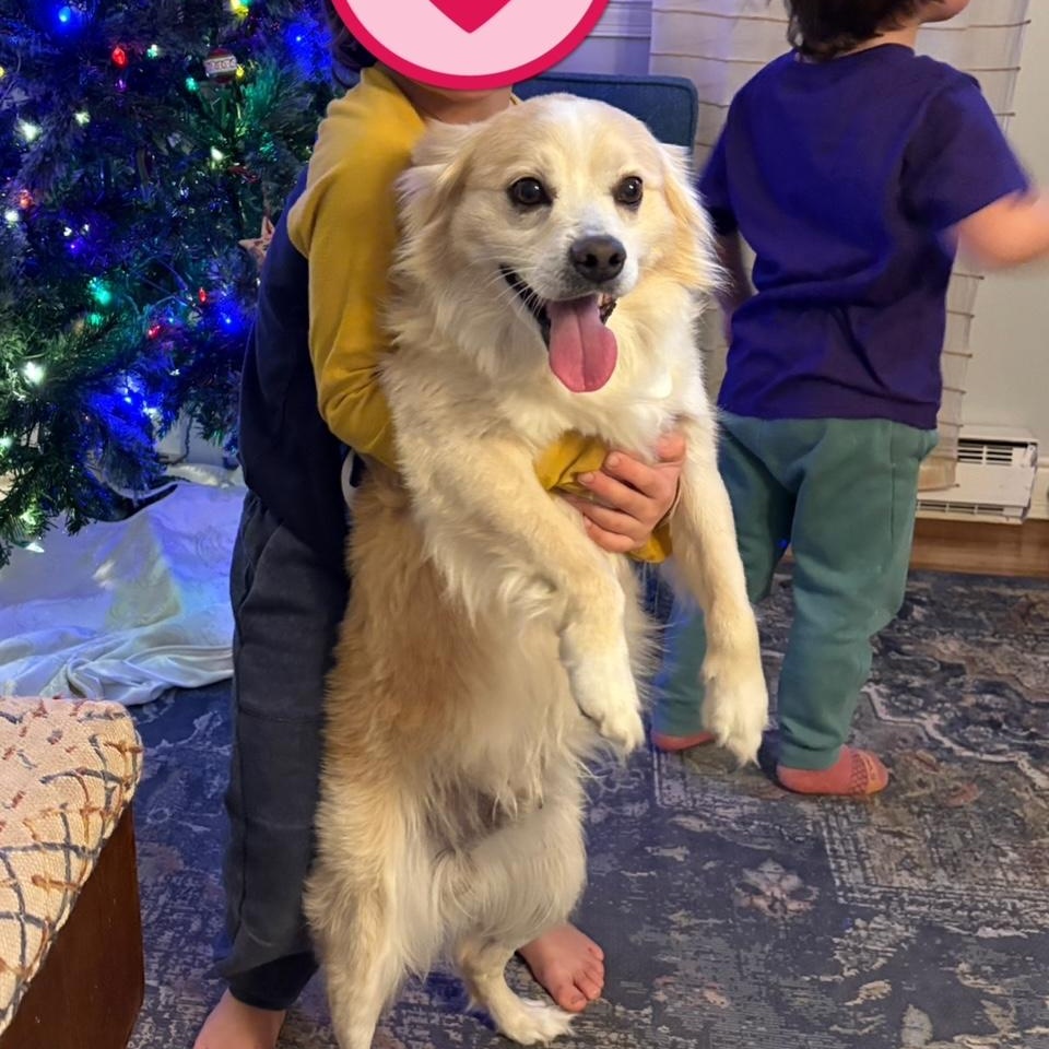 Enlarge Simba Snowball , a ADOPTABLE mixed breed in Richmond, VA image 4/6