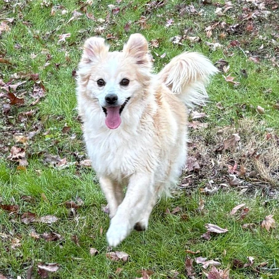 Simba Snowball , ADOPTABLE, Adult Male Pomeranian & Pomsky.