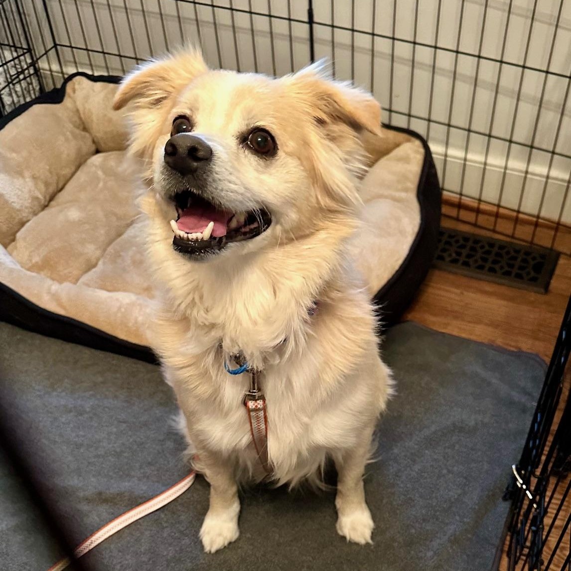 Enlarge Simba Snowball , a ADOPTABLE mixed breed in Richmond, VA image 3/6