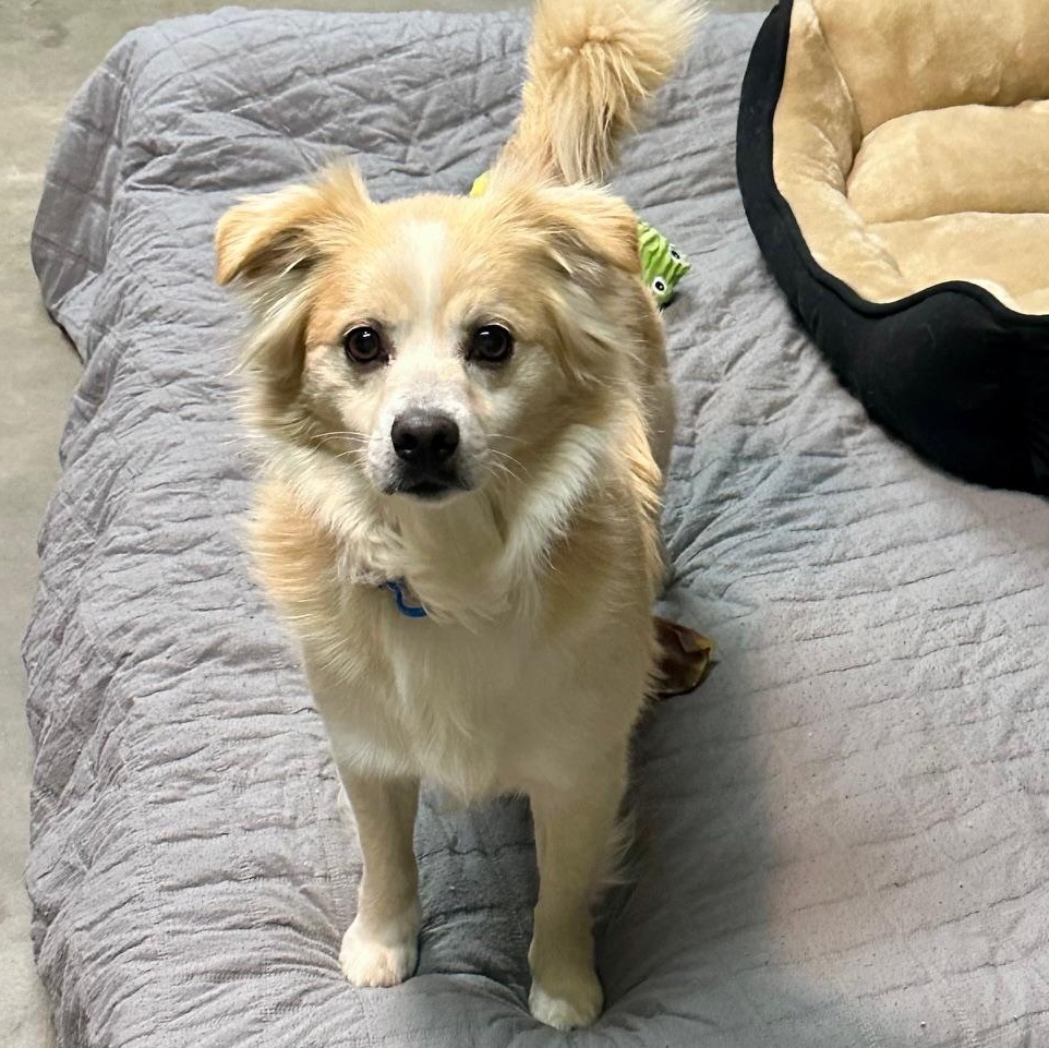 Enlarge Simba Snowball , a ADOPTABLE mixed breed in Richmond, VA image 5/6