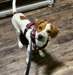 Enlarge Chloe, an adopted mixed breed in Longwood, FL image 5/5