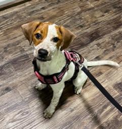 Chloe, adopted, Puppy Female Beagle & Treeing Walker Coonhound.