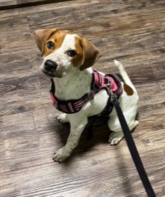 Enlarge Chloe, an adopted mixed breed in Longwood, FL image 4/5