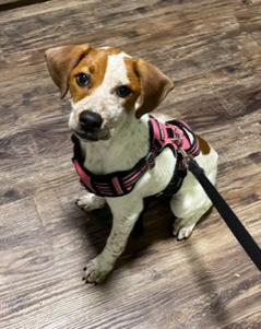 Enlarge Chloe, an adopted mixed breed in Longwood, FL image 2/5