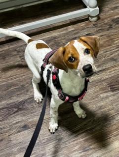 Enlarge Chloe, an adopted mixed breed in Longwood, FL image 3/5