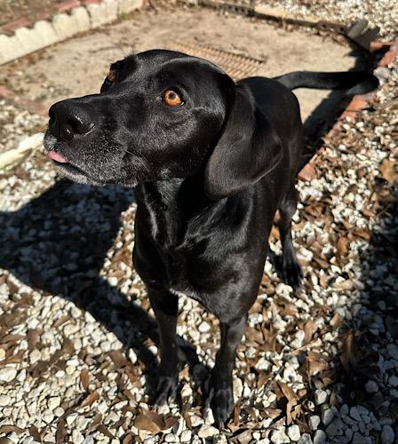 Dennis #5, a ADOPTABLE mixed breed in Killingworth, CT image 5/5