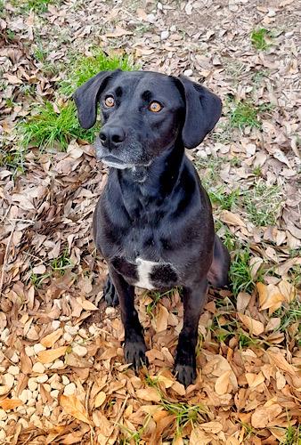 Dennis #5, a ADOPTABLE mixed breed in Killingworth, CT image 4/5