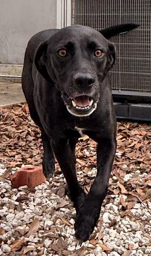 Dennis #5, a ADOPTABLE mixed breed in Killingworth, CT image 1/5