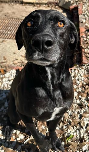 Dennis #5, a ADOPTABLE mixed breed in Killingworth, CT image 3/5