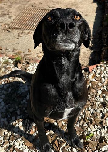 Dennis #5, a ADOPTABLE mixed breed in Killingworth, CT image 2/5