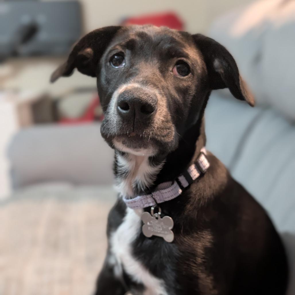 SHILOH, an adopted mixed breed in La Grange, KY image 5/5