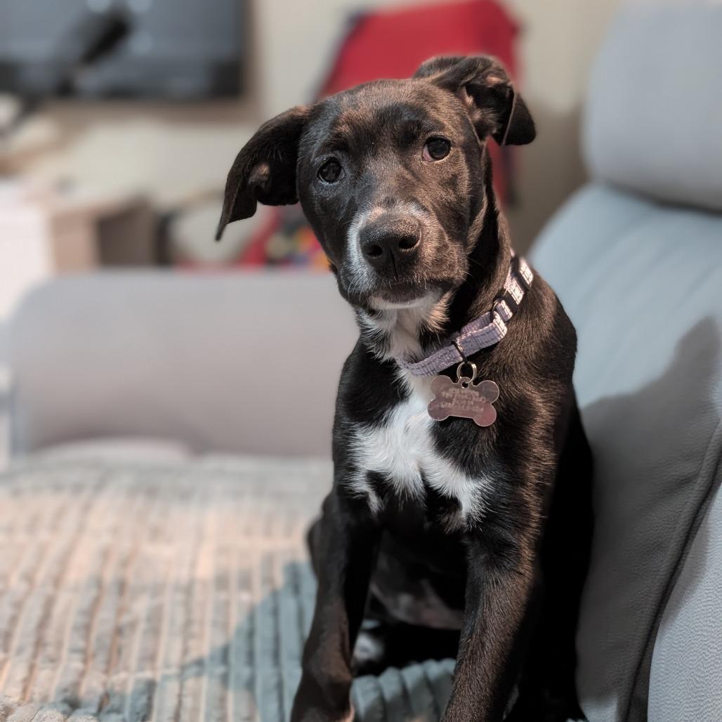 SHILOH, an adopted mixed breed in La Grange, KY image 4/5