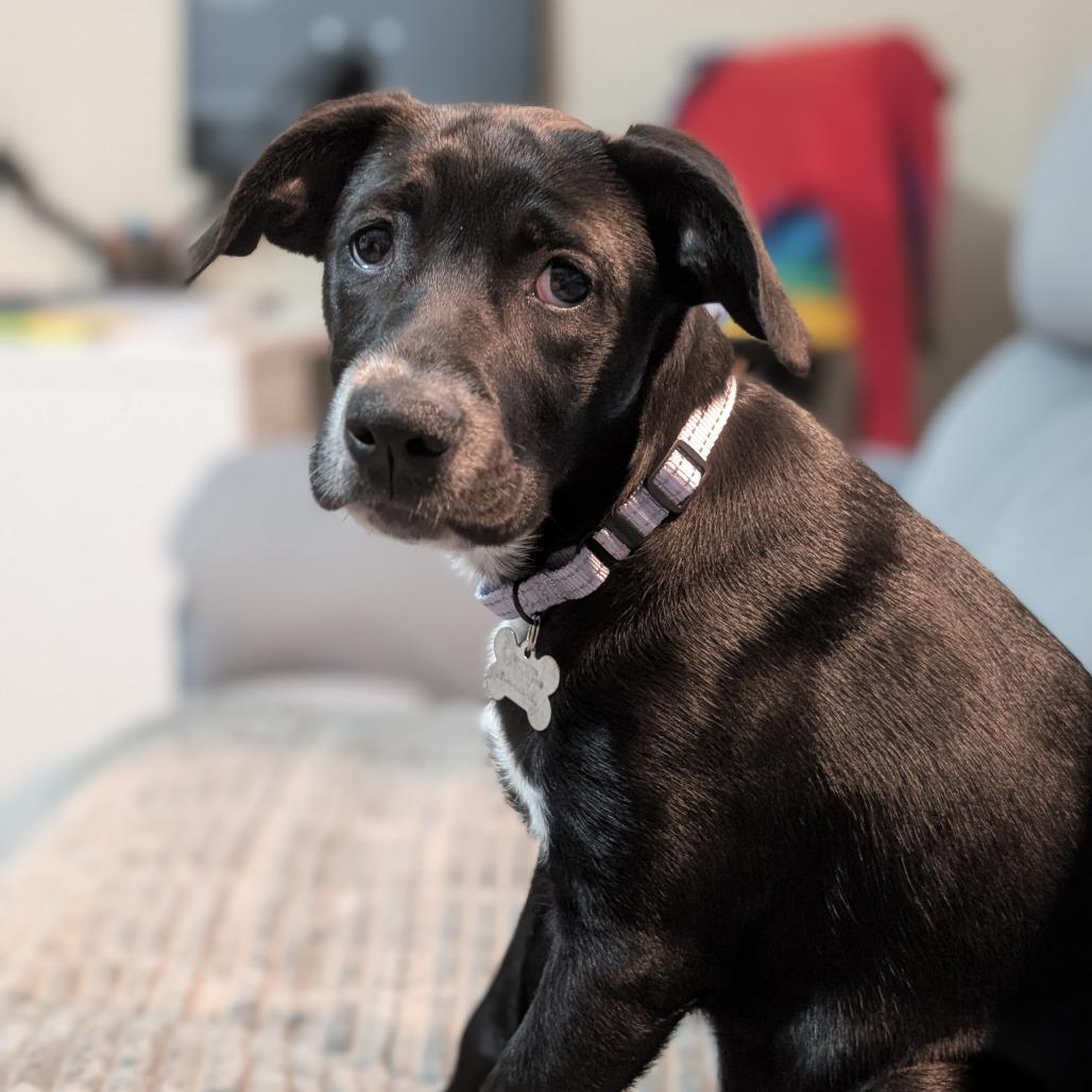 SHILOH, an adopted mixed breed in La Grange, KY image 2/5