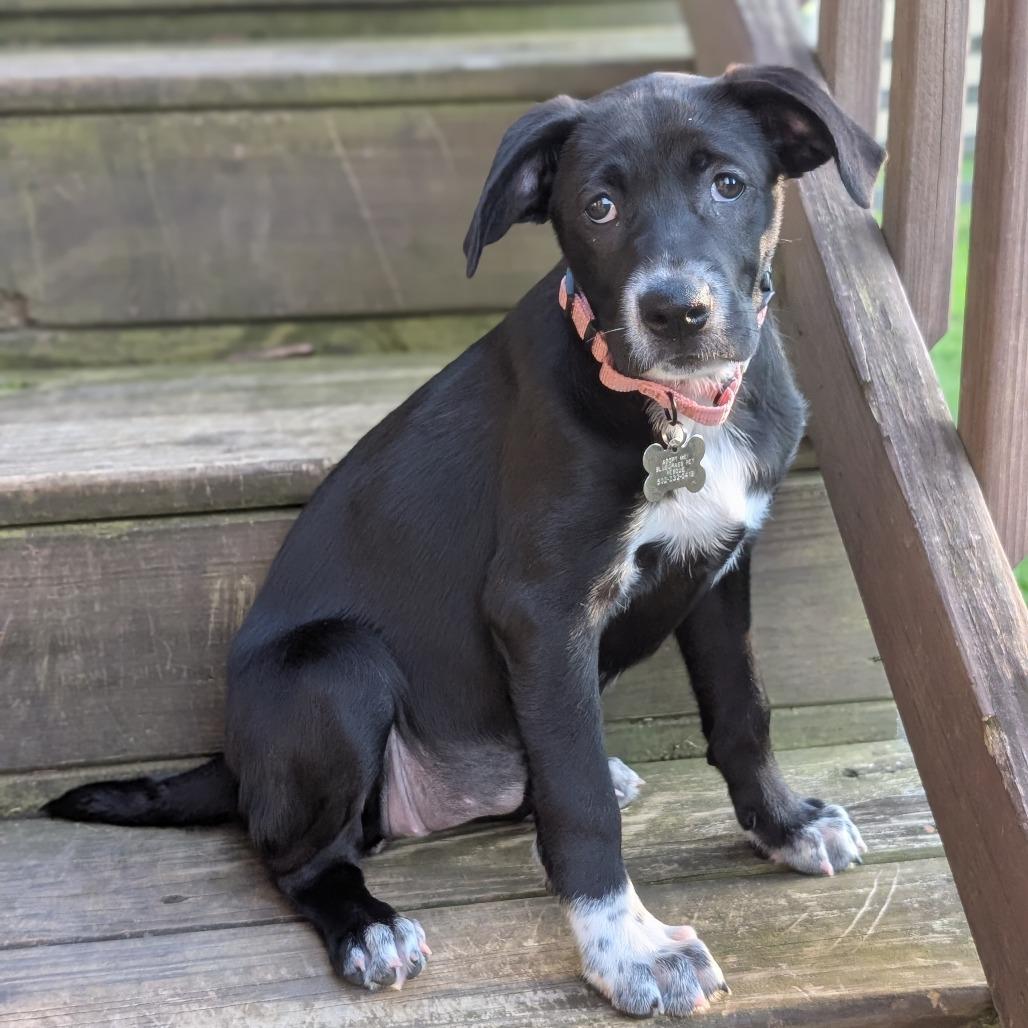 SHILOH, an adopted mixed breed in La Grange, KY image 3/5