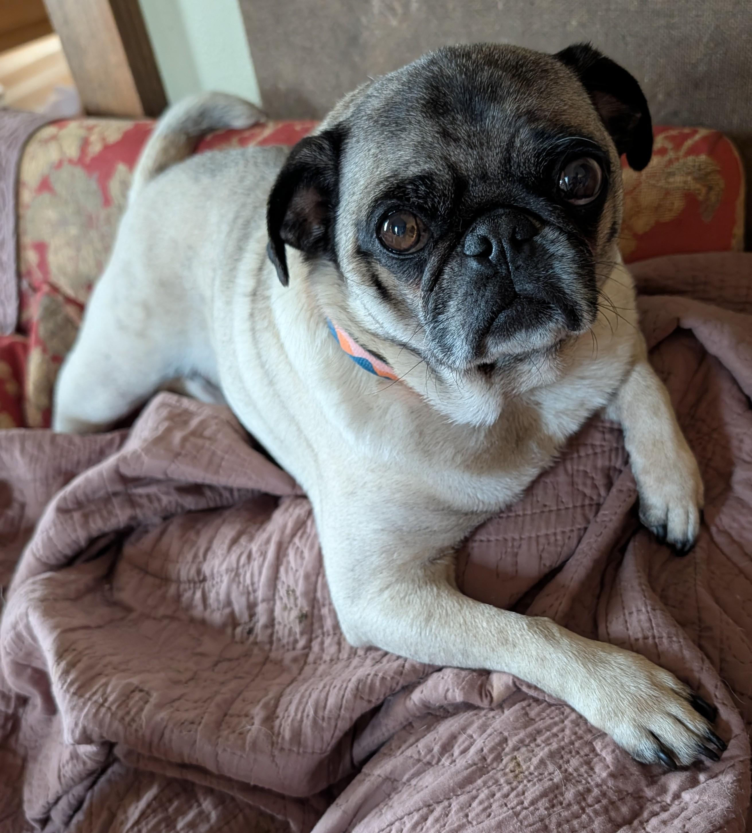 Milo, ADOPTABLE, Adult Male Pug.