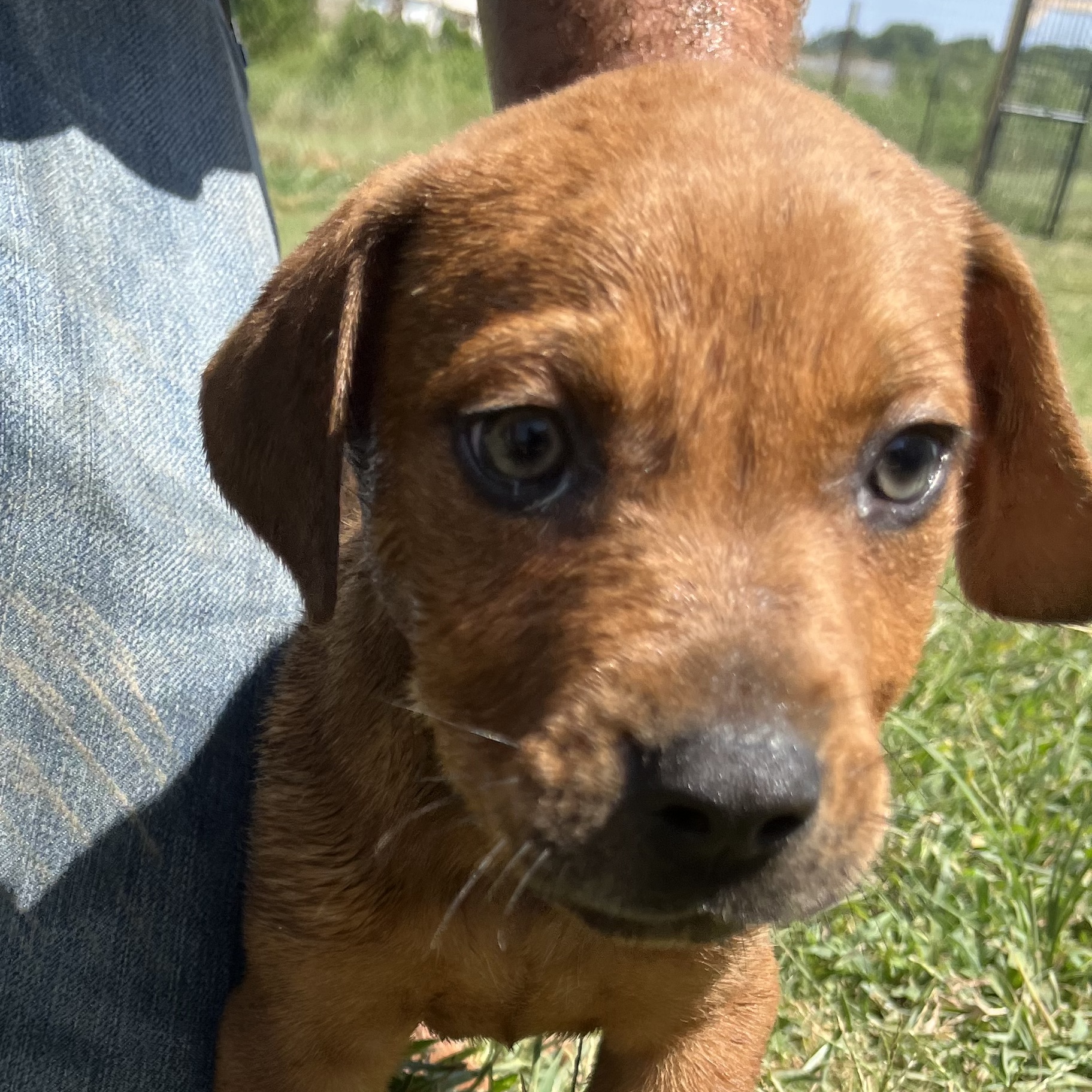 Scooby, Adopted, Puppy Male Mixed Breed.