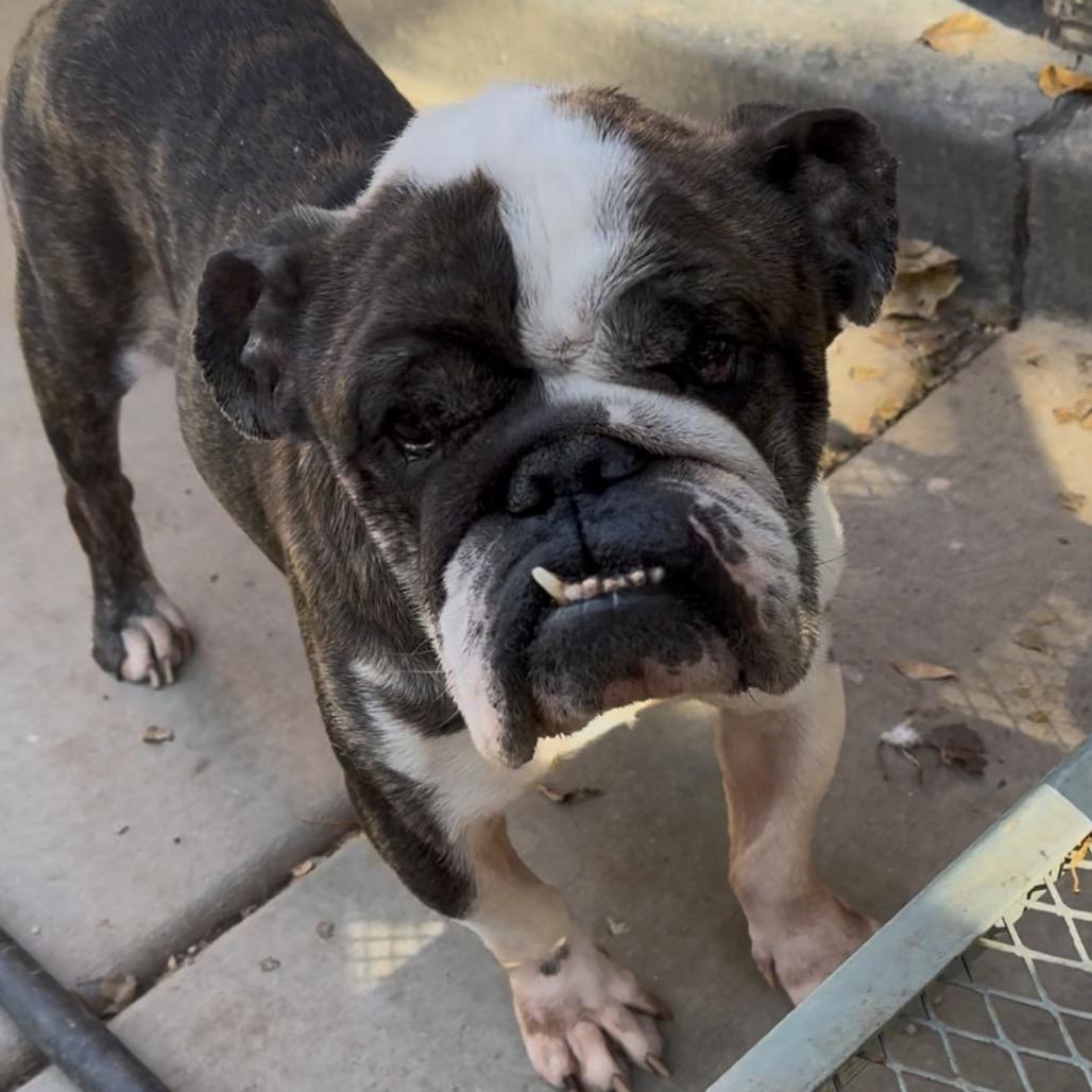 Luca, Adoptable, Adult Male English Bulldog.