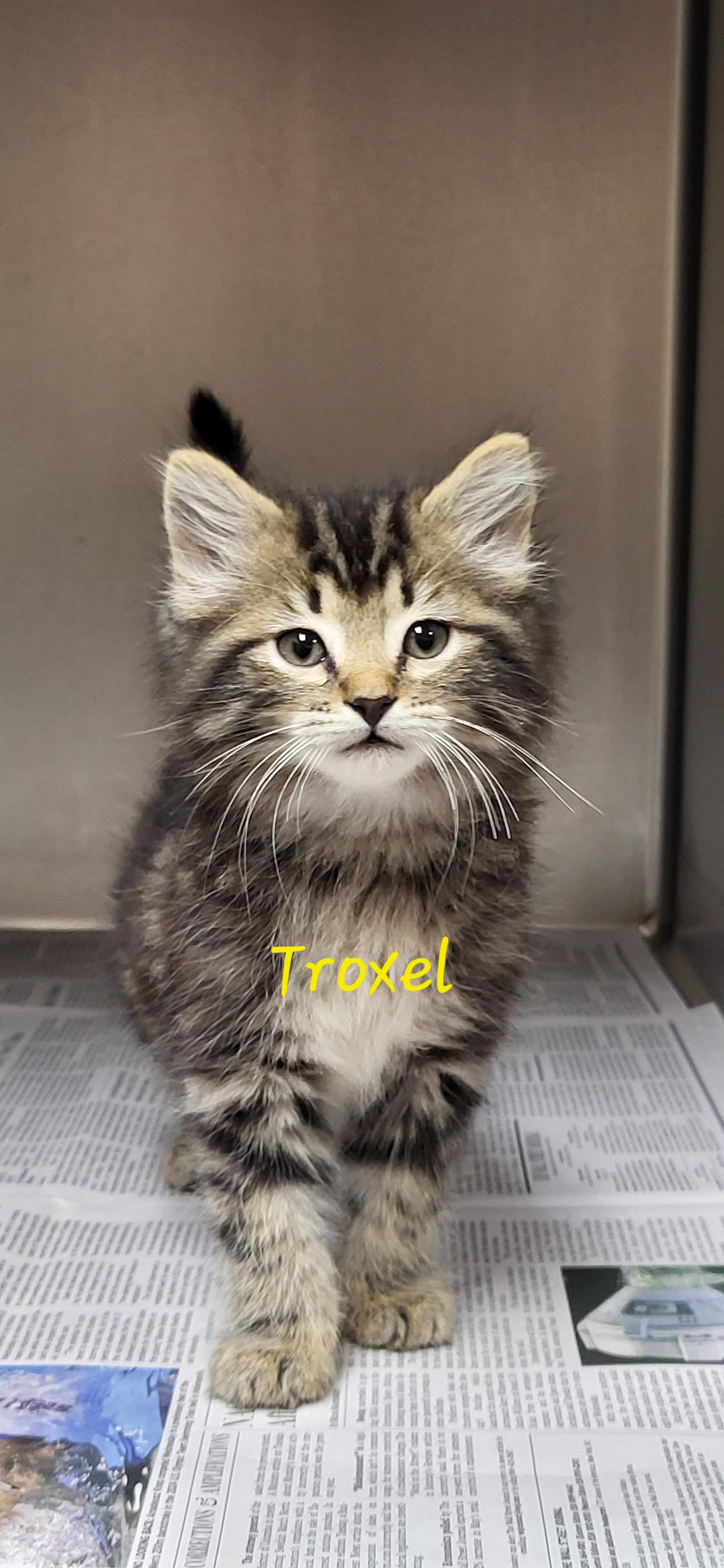 Troxel, adopted, Kitten Male Domestic Long Hair.
