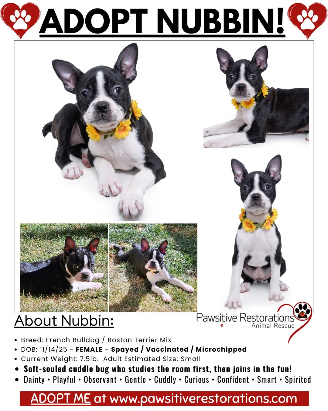 NUBBIN, Adoptable, Puppy Female French Bulldog & Boston Terrier.