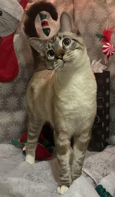 JR, adopted, Kitten Male Siamese.