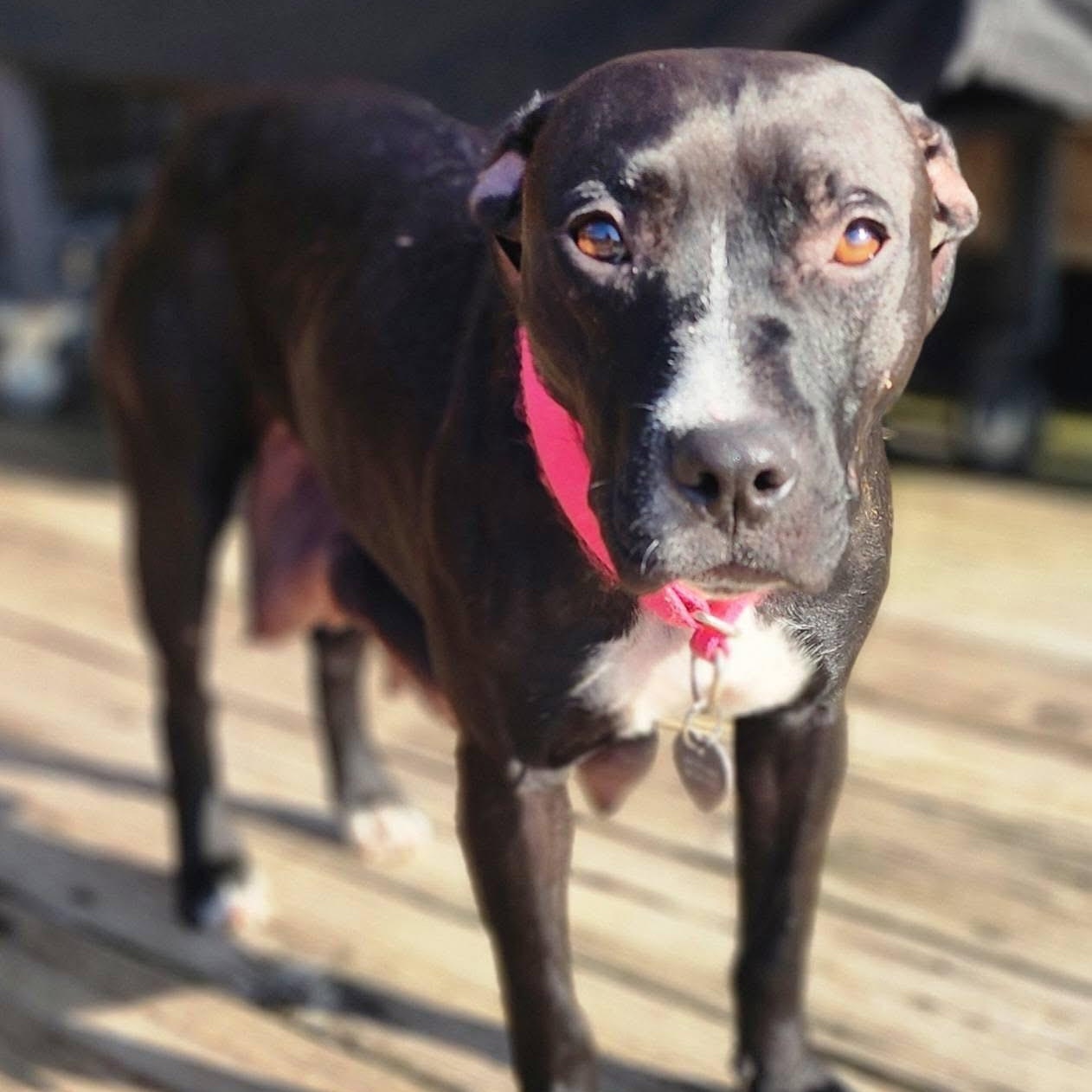 Enlarge Rosa, a ADOPTABLE mixed breed in Louisville, KY image 2/6