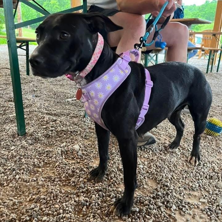 Enlarge Rosa, a ADOPTABLE mixed breed in Louisville, KY image 6/6