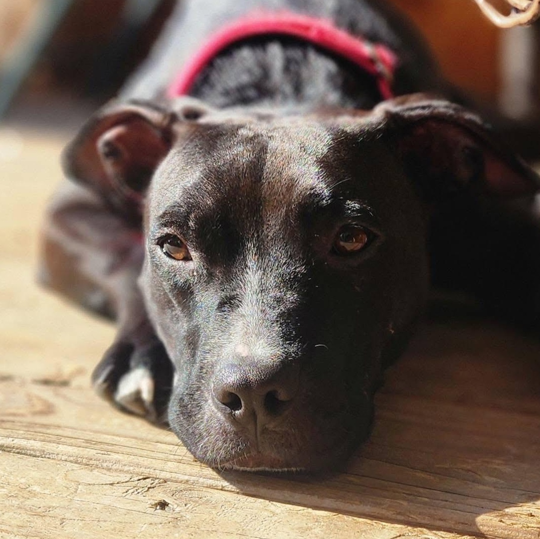 Enlarge Rosa, a ADOPTABLE mixed breed in Louisville, KY image 1/6