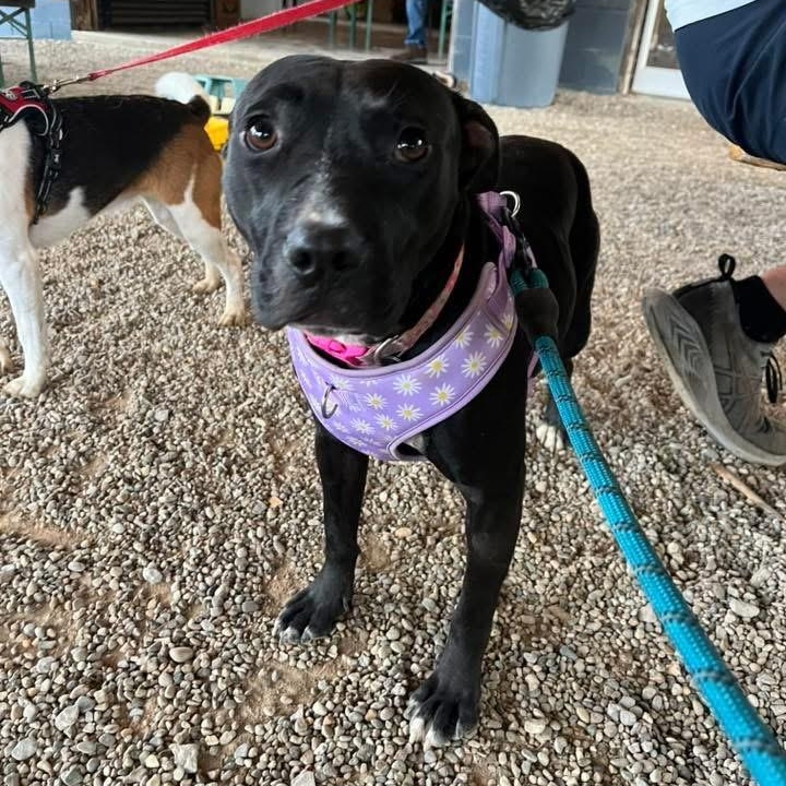 Enlarge Rosa, a ADOPTABLE mixed breed in Louisville, KY image 2/6