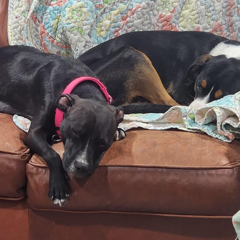 Enlarge Rosa, a ADOPTABLE mixed breed in Louisville, KY image 5/6