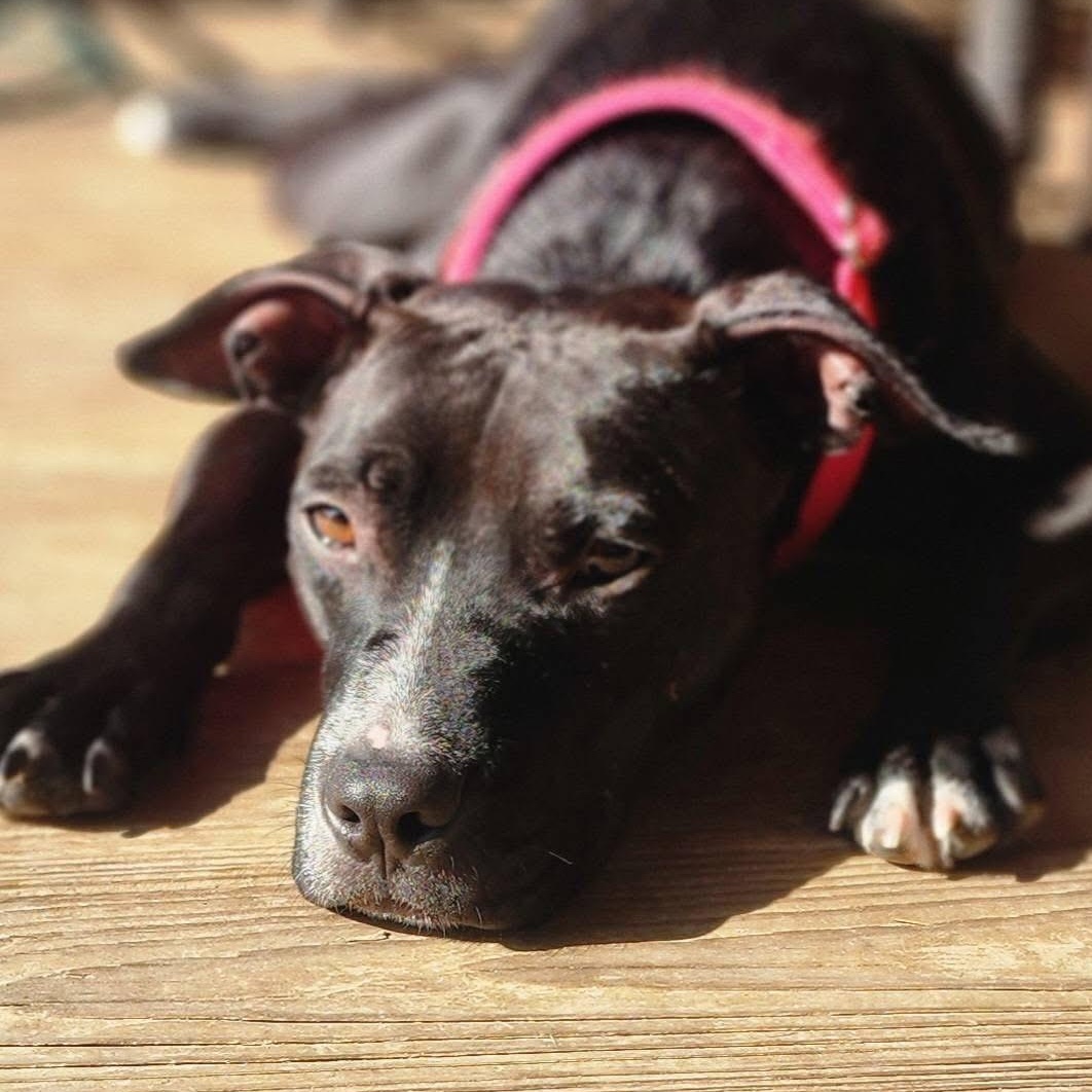 Enlarge Rosa, a ADOPTABLE mixed breed in Louisville, KY image 3/6