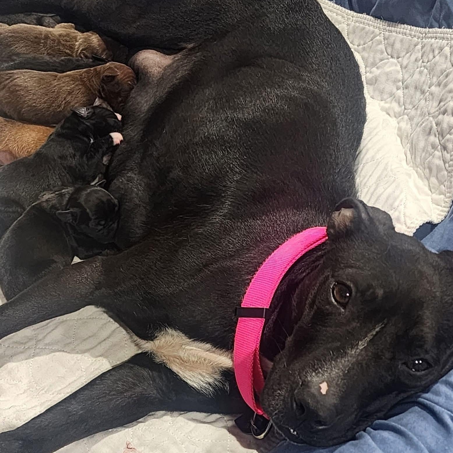 Enlarge Rosa, a ADOPTABLE mixed breed in Louisville, KY image 6/6