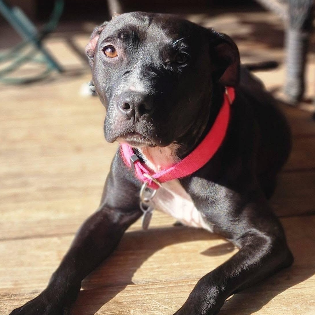 Enlarge Rosa, a ADOPTABLE mixed breed in Louisville, KY image 4/6