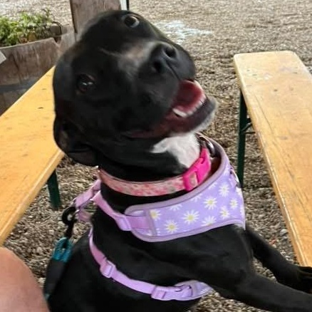 Enlarge Rosa, a ADOPTABLE mixed breed in Louisville, KY image 1/6