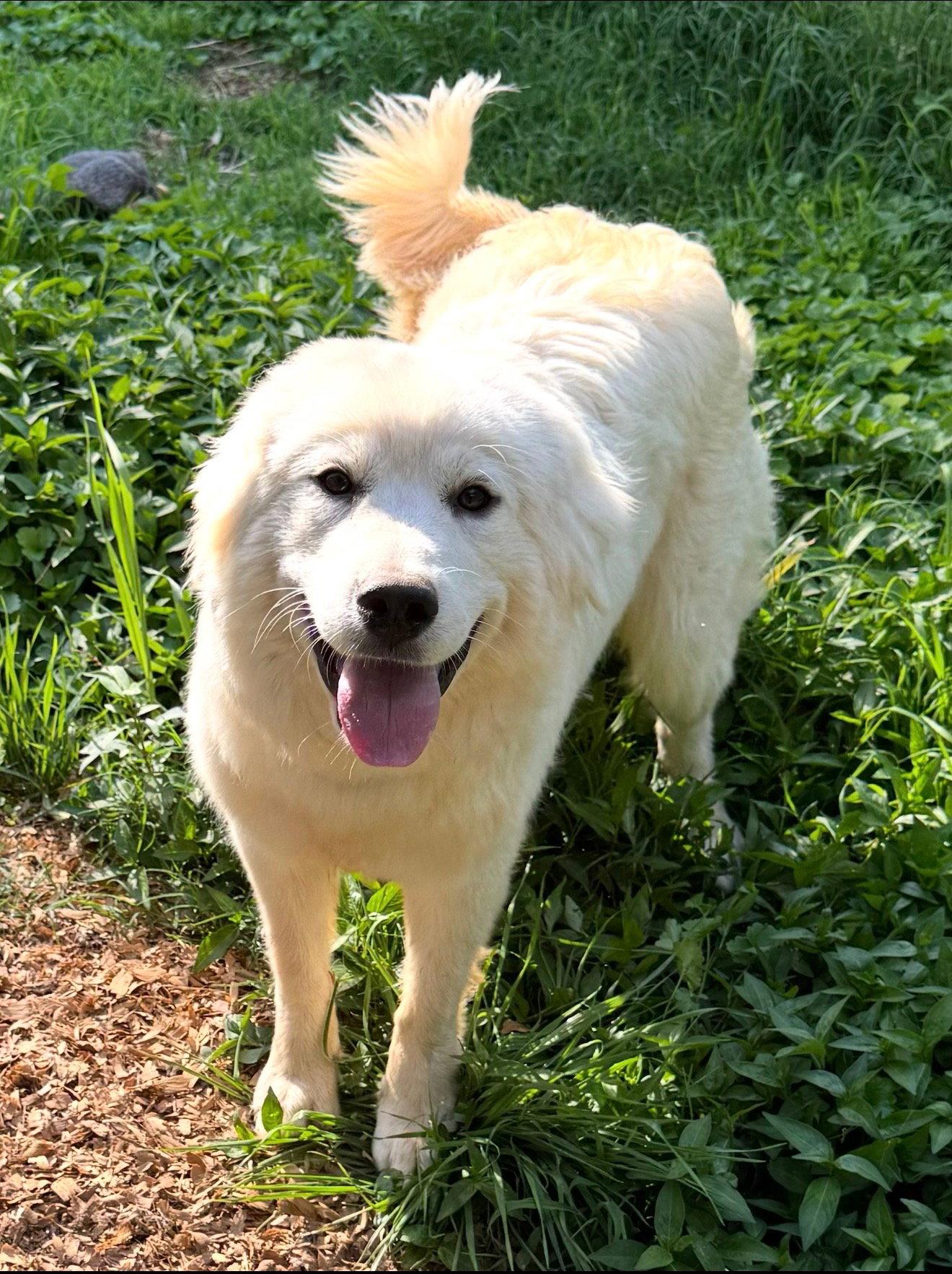 Cotton (f), Adopted, Adult Female Great Pyrenees.