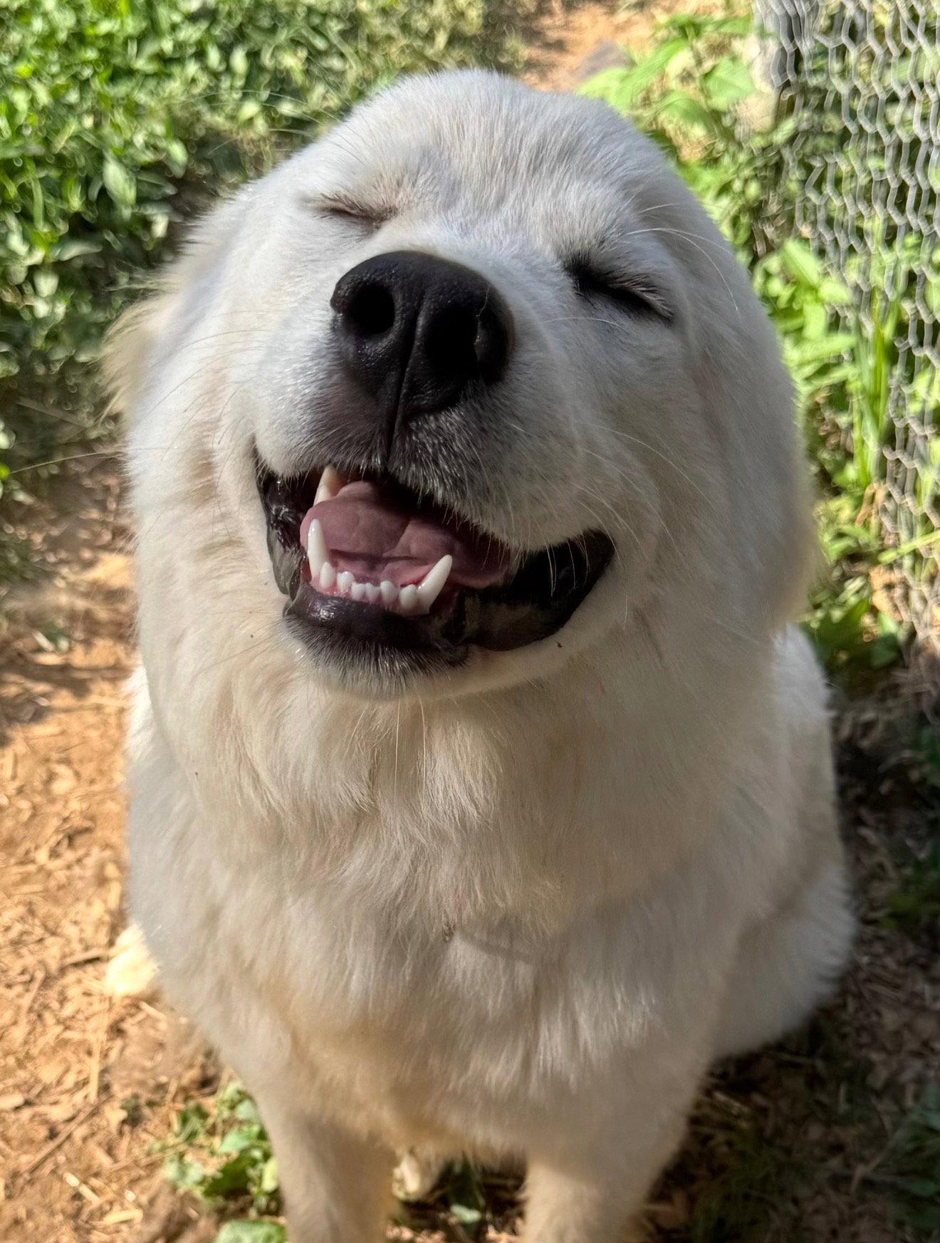 Cotton (f), a Adopted Great Pyrenees in Nashville, TN image 2/3