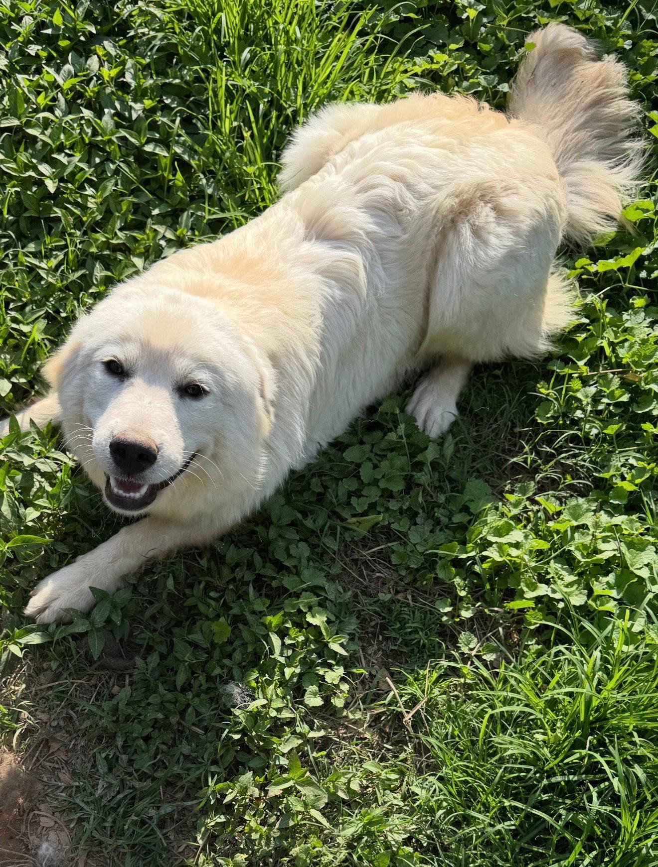 Cotton (f), a Adopted Great Pyrenees in Nashville, TN image 3/3