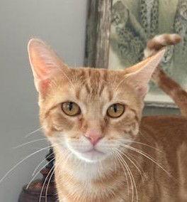 Enlarge Jackie, a Adoptable mixed breed in Pensacola, FL image 1/3