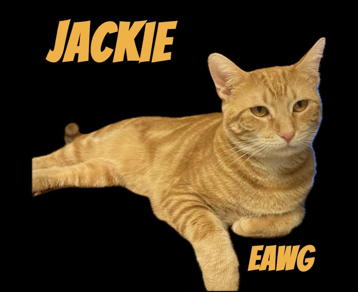 Jackie, Adoptable, Adult Female Domestic Short Hair & Tabby.