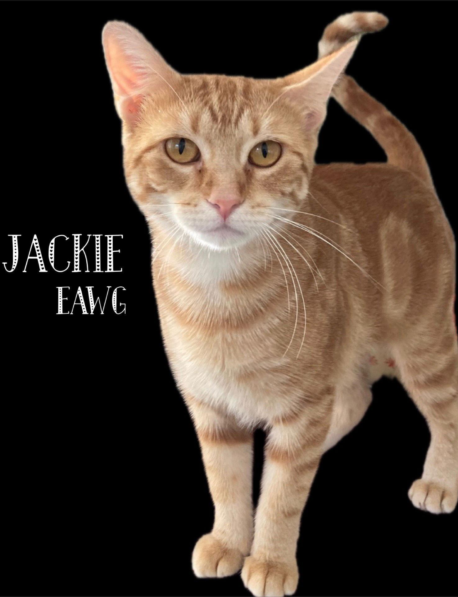 Jackie, a Adoptable mixed breed in Pensacola, FL image 2/3