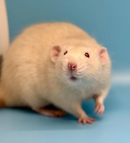Warlock, a Adoptable Rat in Richmond, VA image 1/2