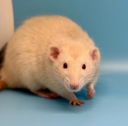 Warlock, Adoptable, Adult Male Rat.