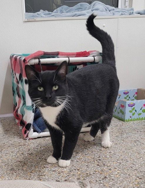 Enlarge Joey, a Adoptable Domestic Short Hair in Williamsburg, IA image 2/2