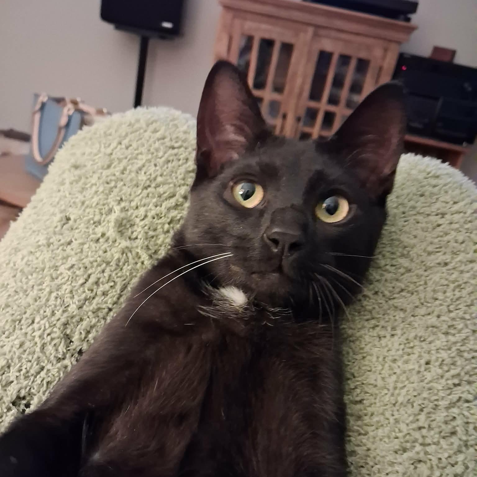 Moon, a ADOPTABLE Domestic Short Hair in Johnson City, TN image 2/2
