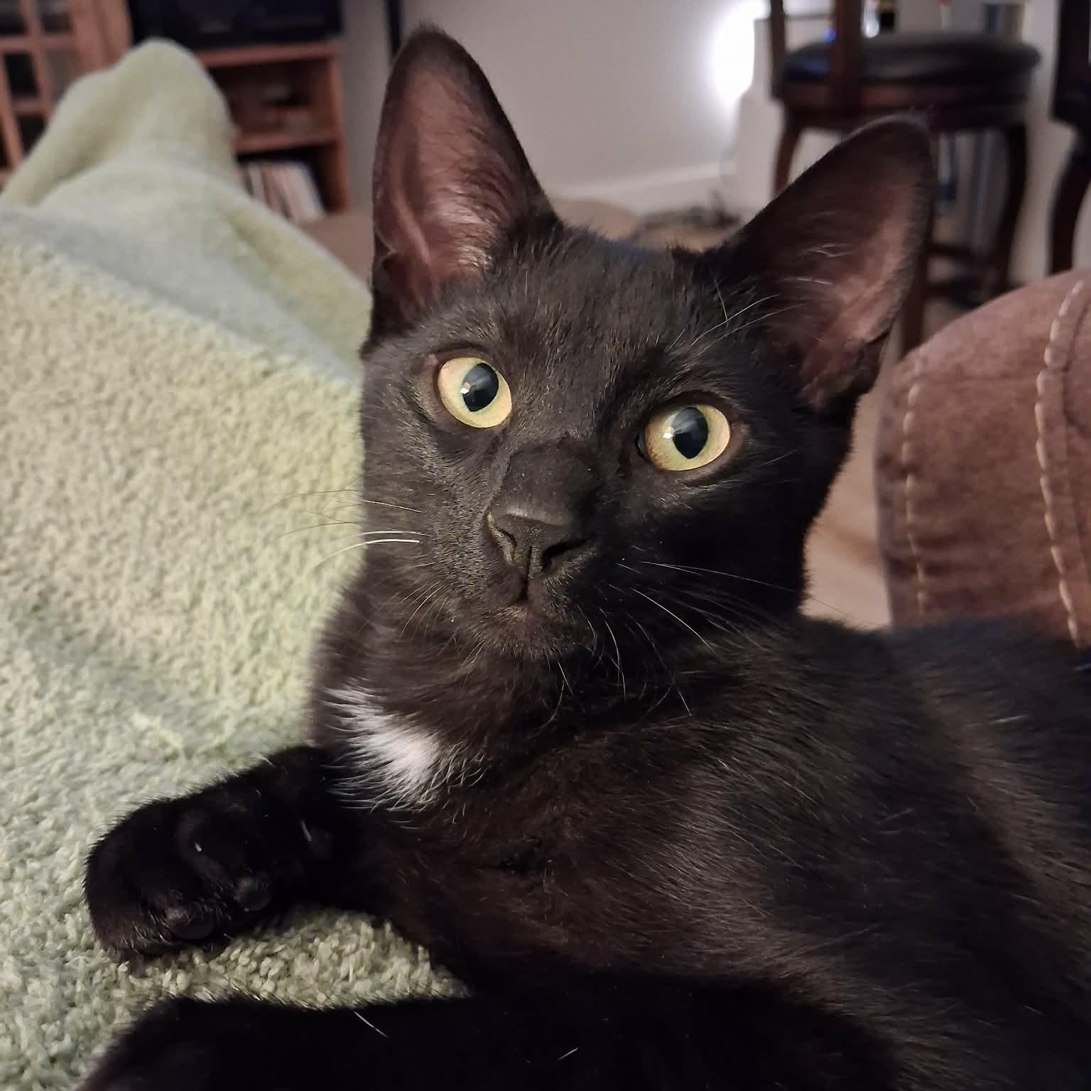 Moon, ADOPTABLE, Kitten Male Domestic Short Hair.