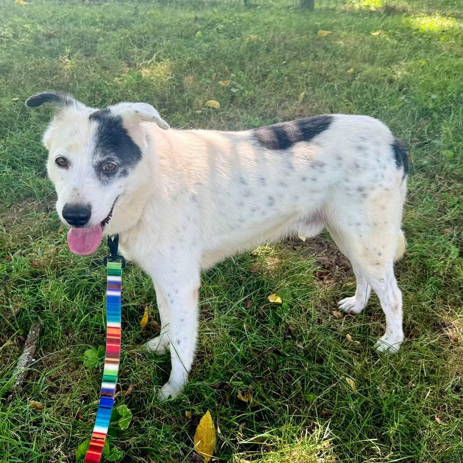 Enlarge Menard, a Adoptable mixed breed in Wheelersburg, OH image 3/6