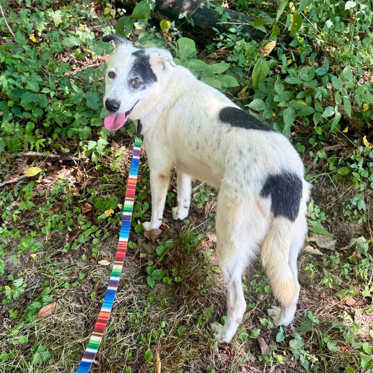 Enlarge Menard, a Adoptable mixed breed in Wheelersburg, OH image 4/6