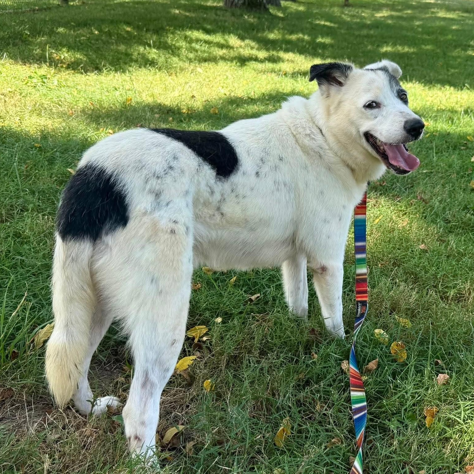 Menard, Adoptable, Adult Male Border Collie.